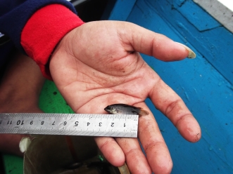 With my research assistants, we trapped over 60,000 fish over a year of monthly fish surveys. Here one assistant measures the Standard Length of a Belontia hasselti. Photo by Sara Thorn